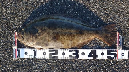 フラットフィッシュ釣行