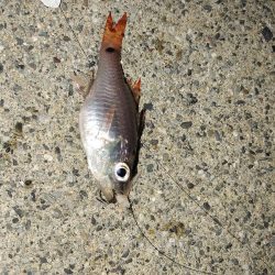 小魚・・・