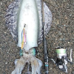 #アオリイカ　2.105Kg  1.2Kg