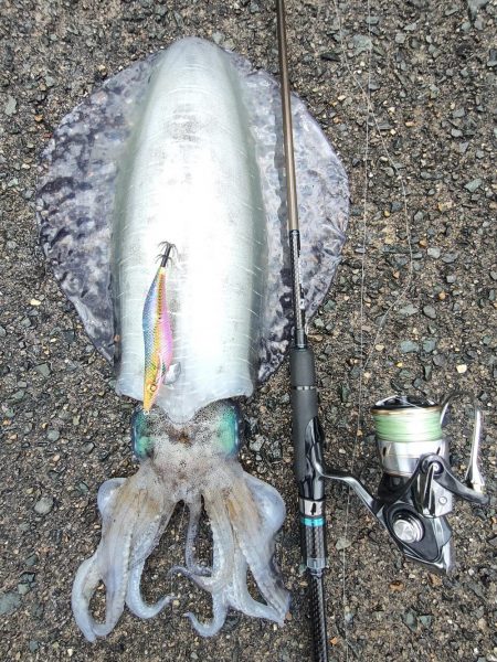 #アオリイカ　2.105Kg  1.2Kg