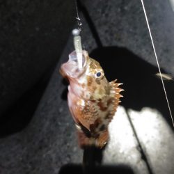 夜アジからの朝マヅメ