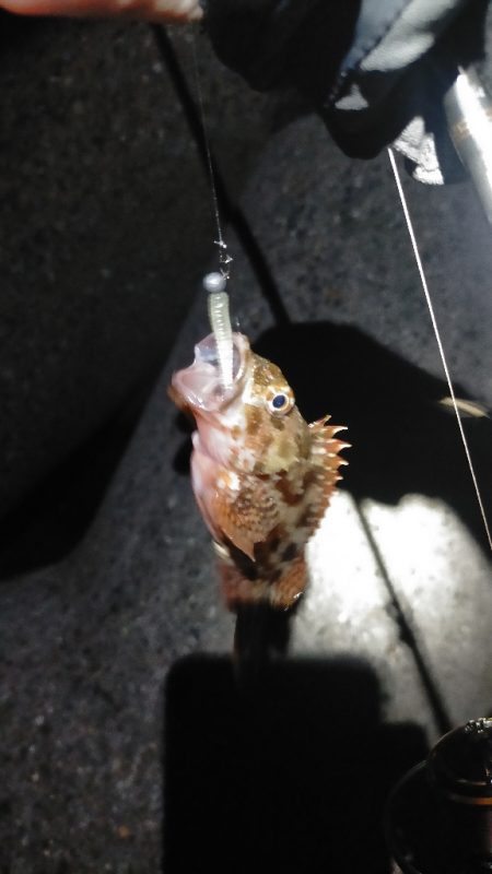 夜アジからの朝マヅメ