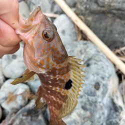 可愛いアオハタ