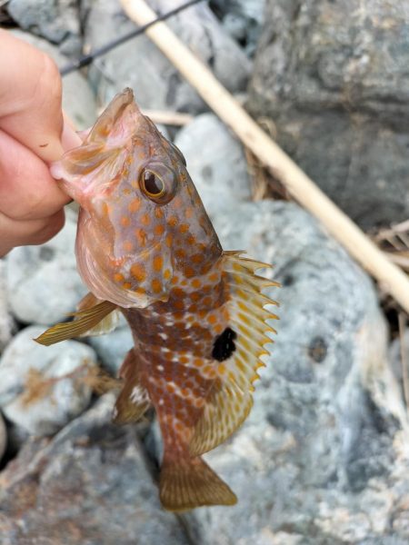 可愛いアオハタ