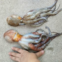 エギタコ釣り（えさ政さんより）