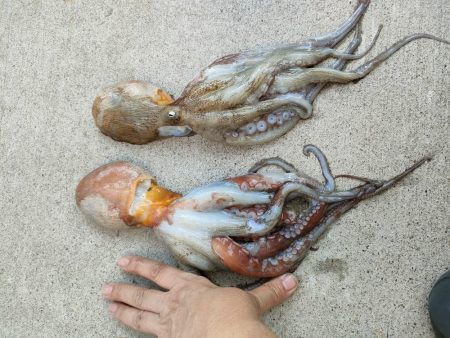 エギタコ釣り（えさ政さんより）