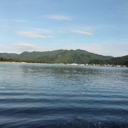 癒しのガッシー