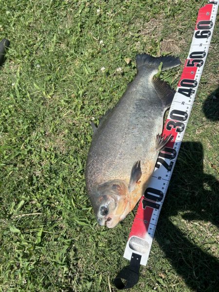 ★★アマゾンの怪魚とバトル★★