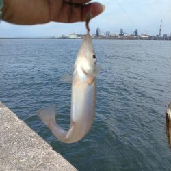 播磨新島のキス調査