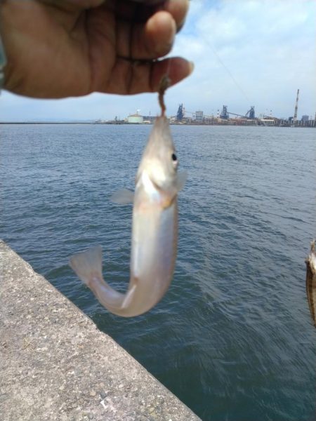 播磨新島のキス調査