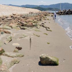 片男波(4回目)灼熱のキス釣り