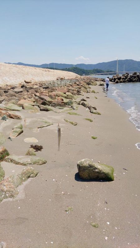 片男波(4回目)灼熱のキス釣り