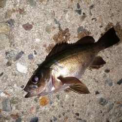 久しぶりのつ抜け