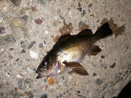 久しぶりのつ抜け