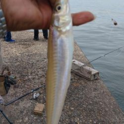 播磨新島のキス