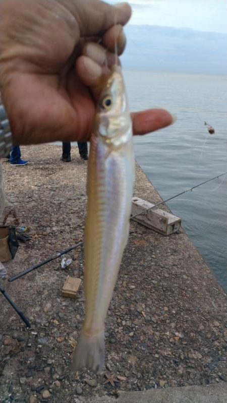 播磨新島のキス