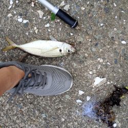 金沢港アジ必勝法