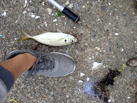 金沢港アジ必勝法