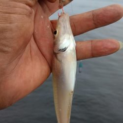 播磨新島のキス釣査