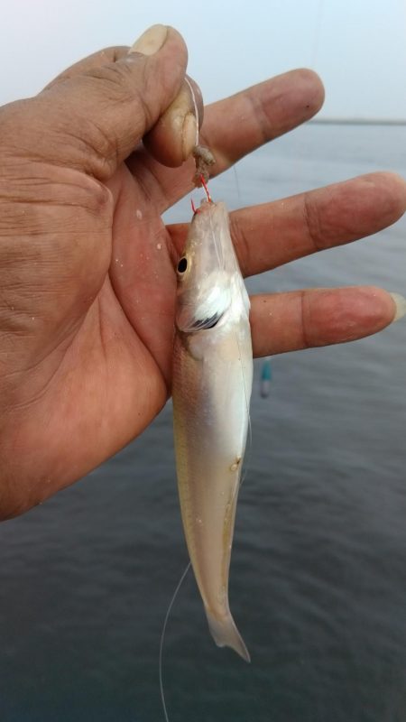 播磨新島のキス釣査