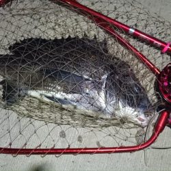 2024/07/19 南港ヘチ釣り釣行