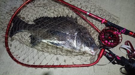 2024/07/19 南港ヘチ釣り釣行