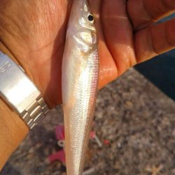 播磨新島釣行19