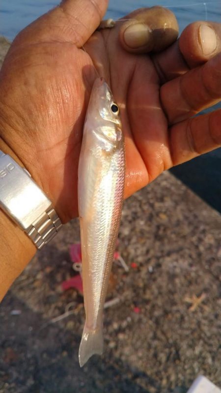 播磨新島釣行19