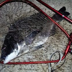 2024/07/20 南港ヘチ釣り釣行