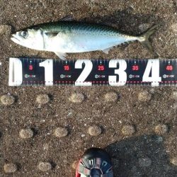 神戸空港、メタルジグで大サバ×2匹