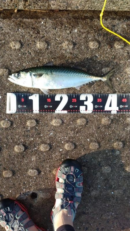 神戸空港、メタルジグで大サバ×2匹