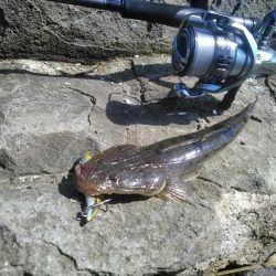 60シーバス　マゴチ