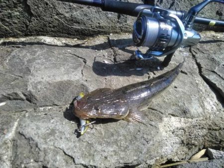 60シーバス　マゴチ