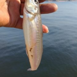 播磨新島釣行２０