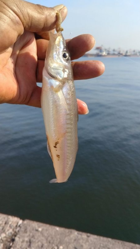 播磨新島釣行２０