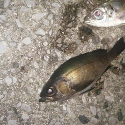 まずまずの反応