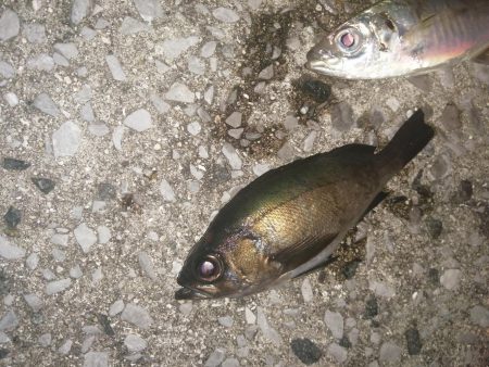 まずまずの反応