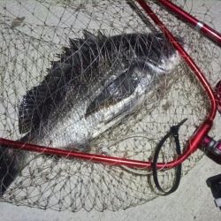 2024/07/28 南港ヘチ釣り釣行