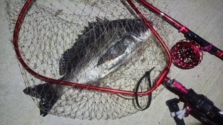 2024/07/28 南港ヘチ釣り釣行