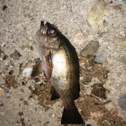 時合も短時間に