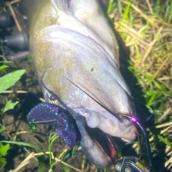 週末の増減水で