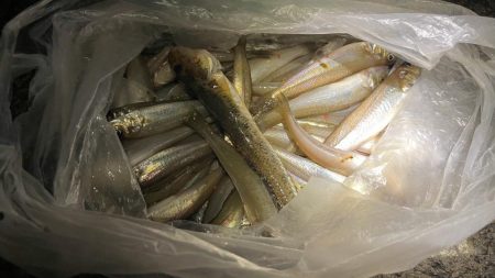 型は小さいがよく釣れる。ただしポイントによ…