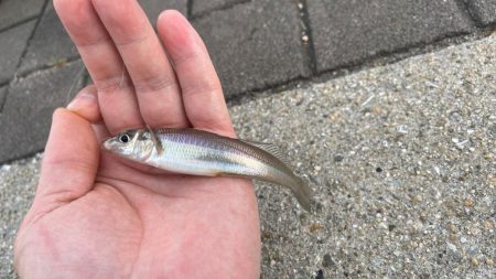 魚種は豊富だが型が小さい。ライトゲームは楽…