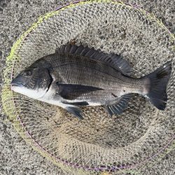 灼熱の中、黒鯛