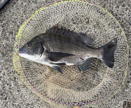 灼熱の中、黒鯛