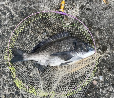 曇りで最高の釣り日和