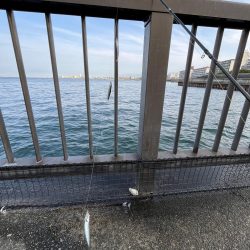 全方向イワシさん