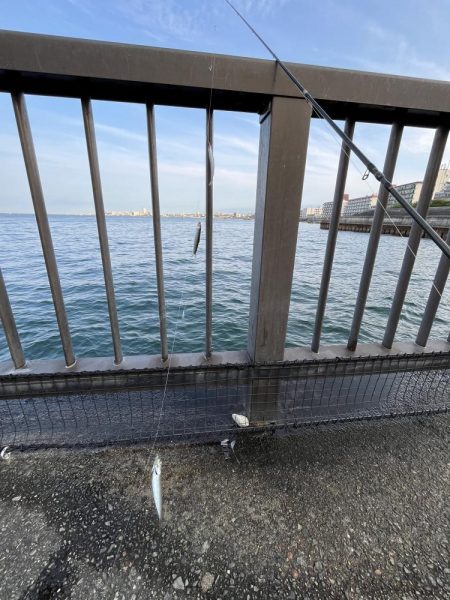 全方向イワシさん