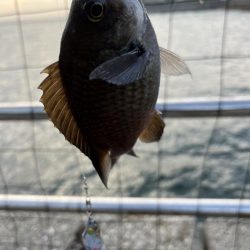 サビキ御三家回遊中