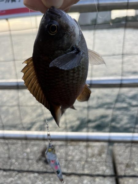 サビキ御三家回遊中